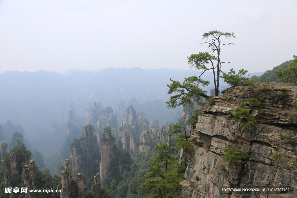 悬崖孤树俯瞰壮美群山