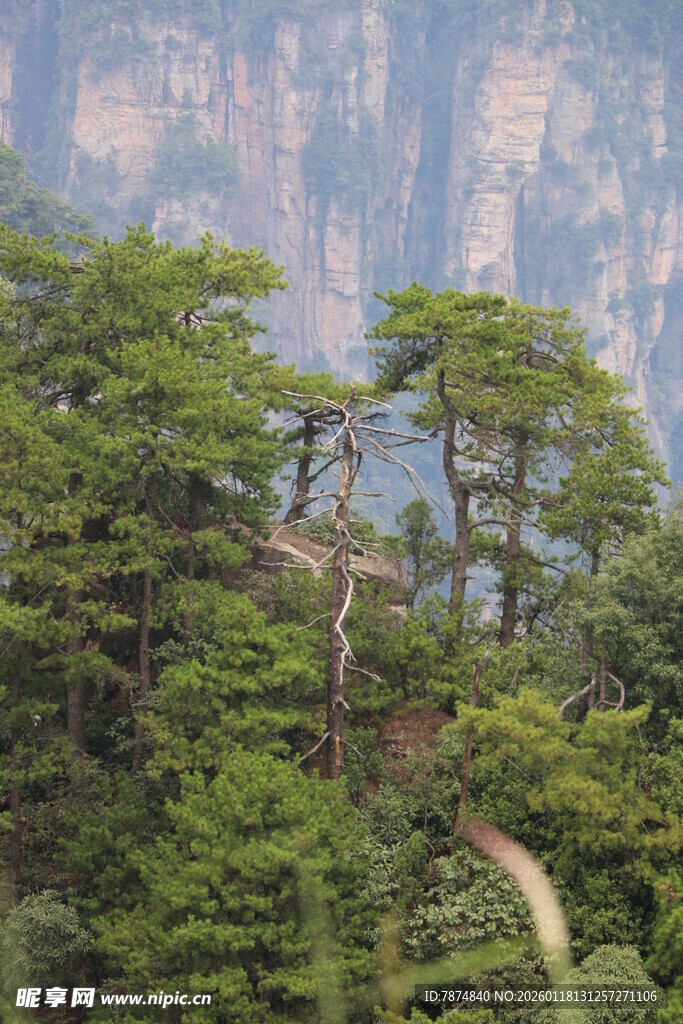 山间松景 蜿蜒小径通幽处