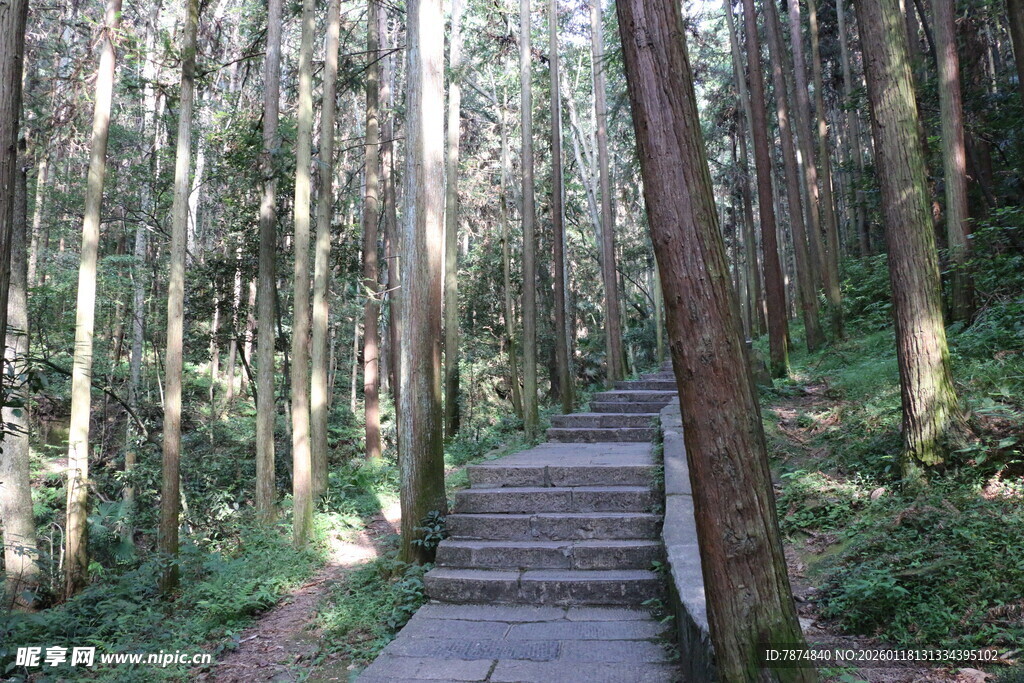 林间木栈道 静谧自然景