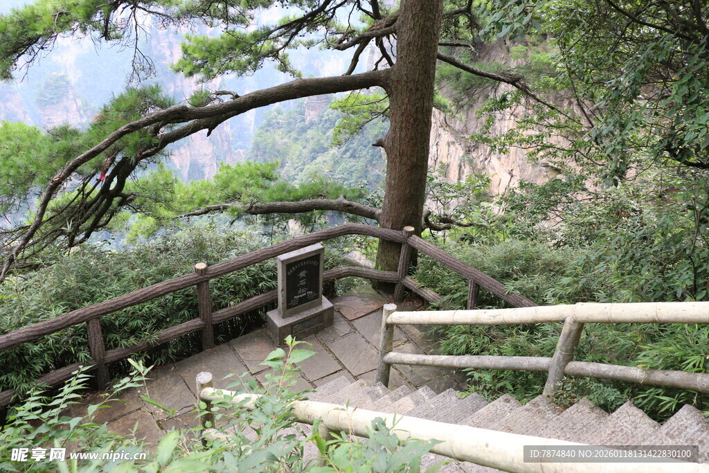 山间木栈道旁的葱郁松树