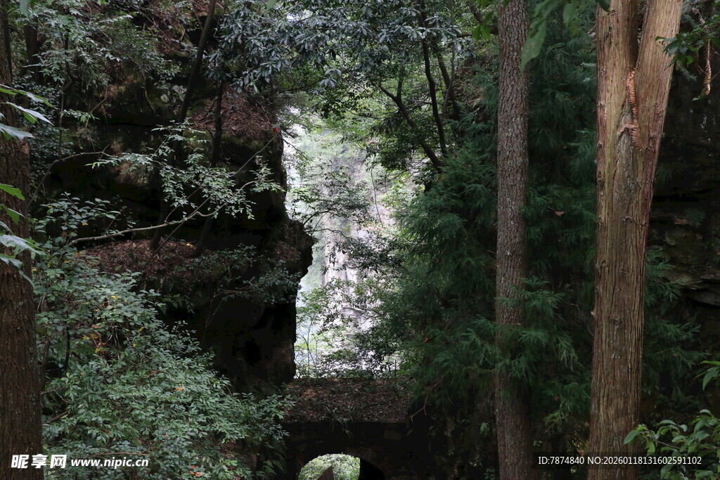 林间幽径 绿意盎然的自然景