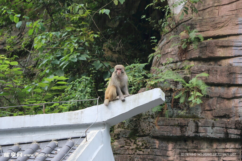 猴子立于栏杆上
