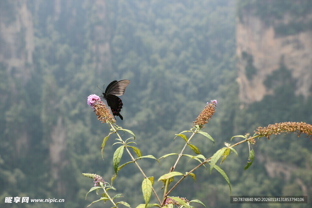 山间花枝上的灵动小鸟