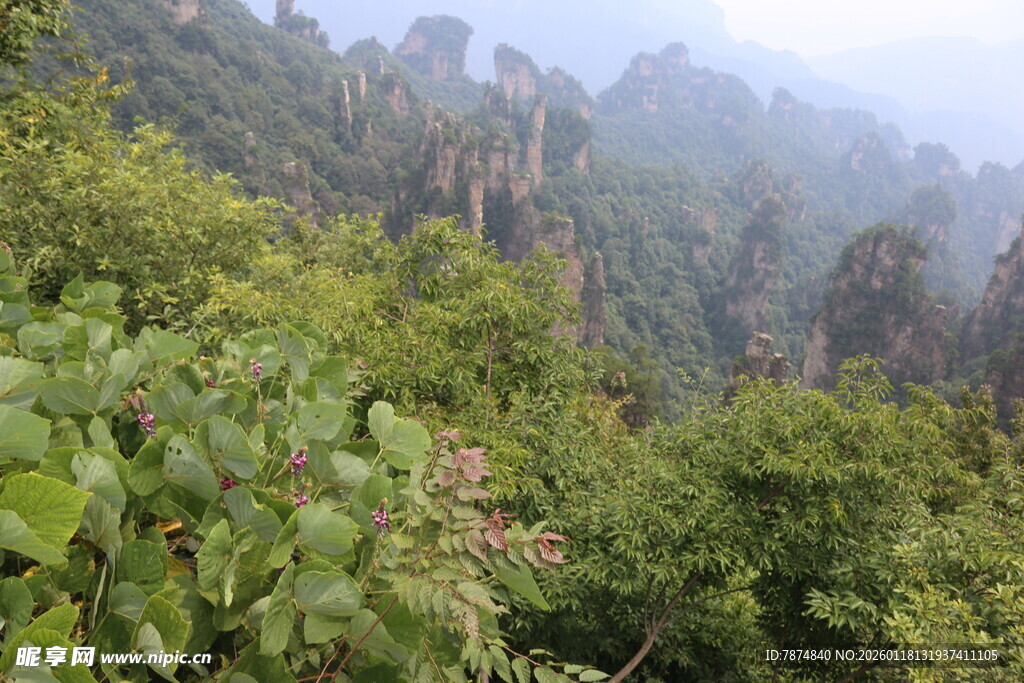 山林间的葱郁景致