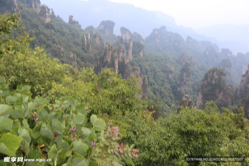 山林葱郁的壮美自然景观