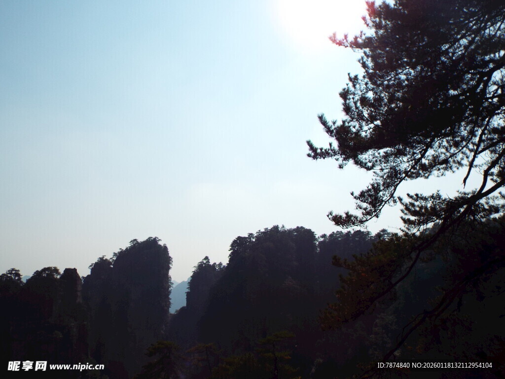 张家界奇峰与松景