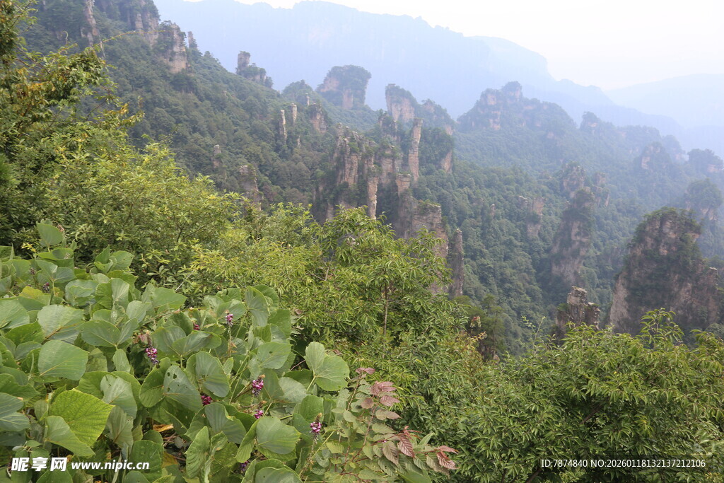 张家界奇峰异林景观