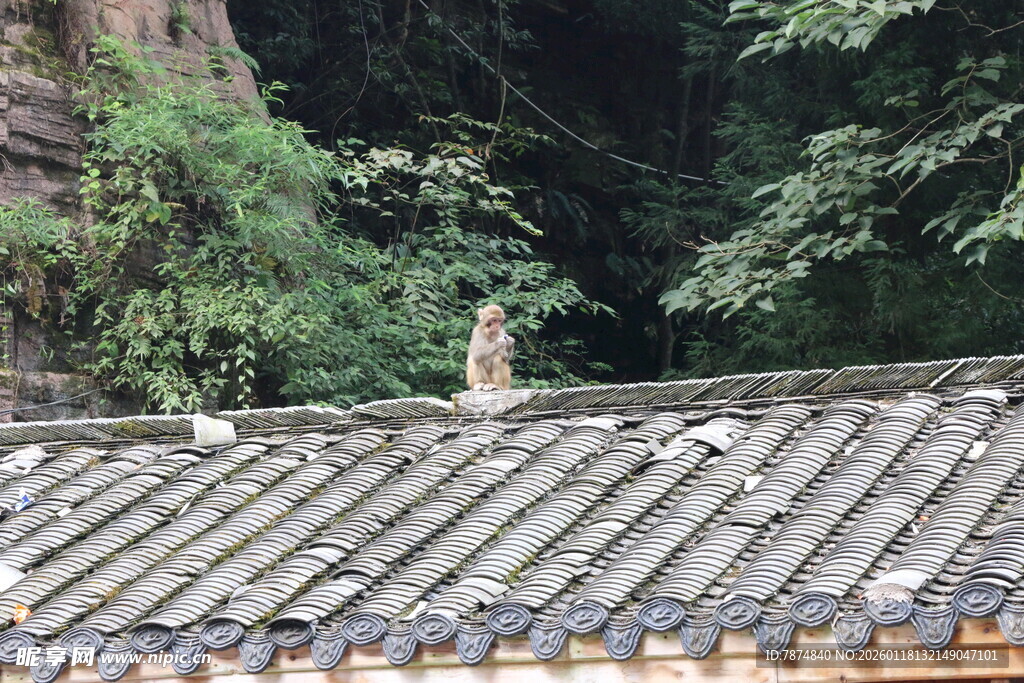 屋顶上的猫咪与山林景色