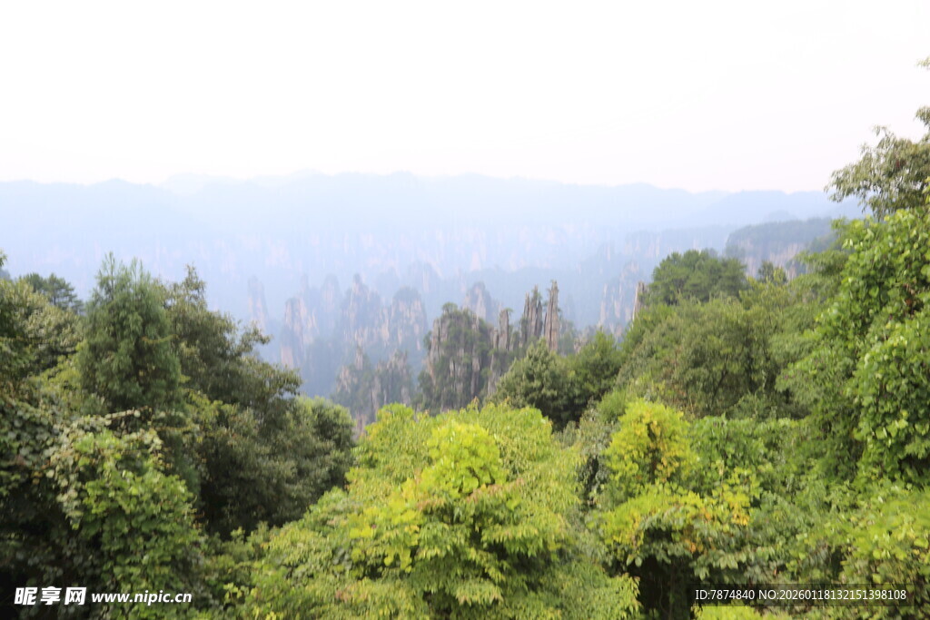 山林绿意景观
