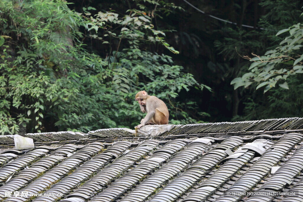 屋顶上的猴子