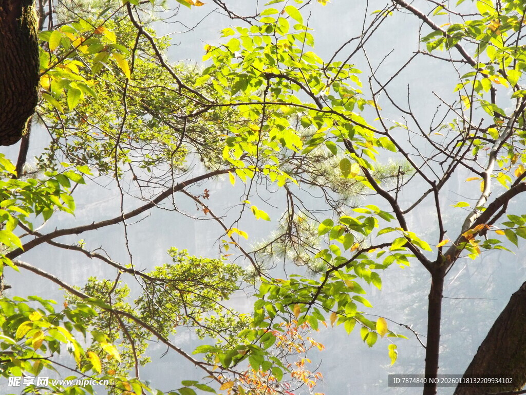 阳光下的繁茂绿树