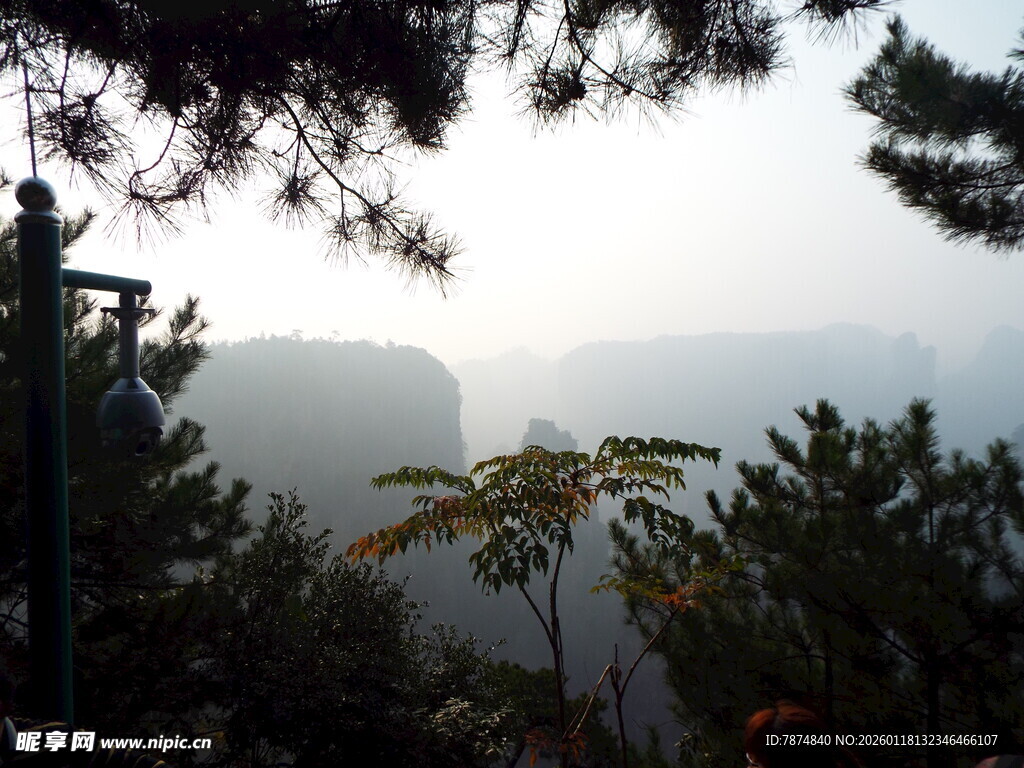 山间雾霭中的植被景观