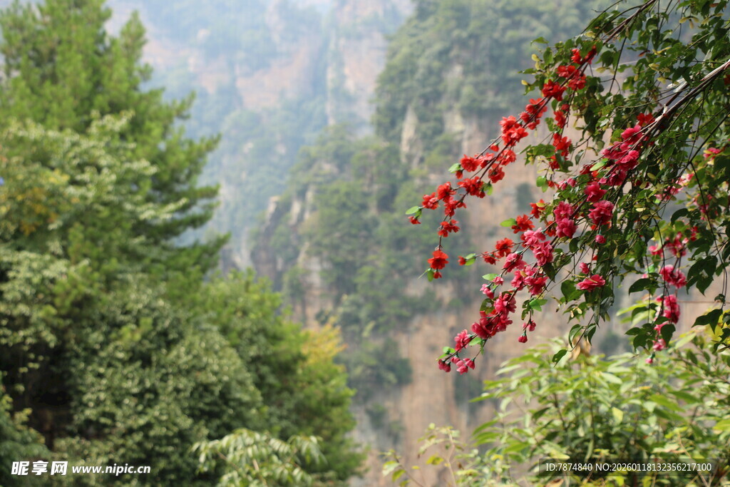 山间红果伴绿树美景