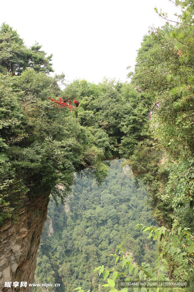 山间奇景 悬空桥梁穿林而过