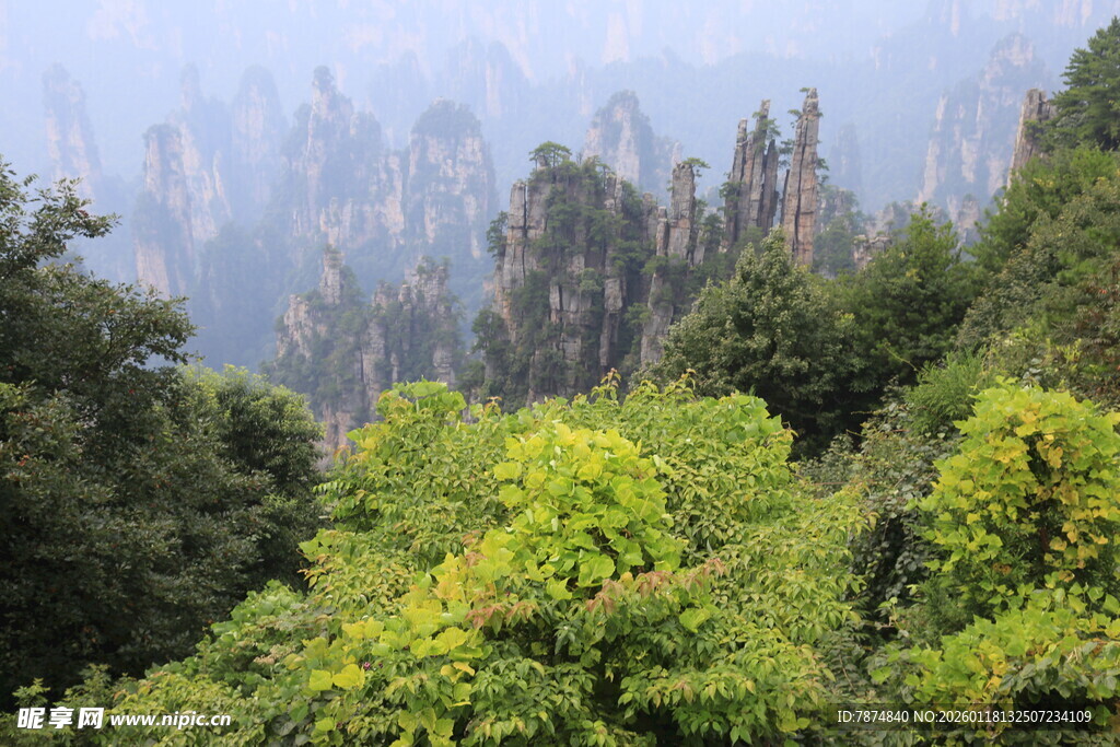 张家界奇峰绿树美景