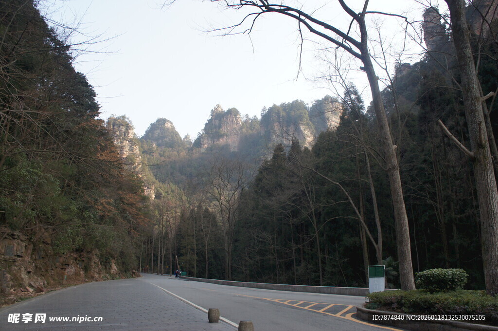 山间公路旁的葱郁山林