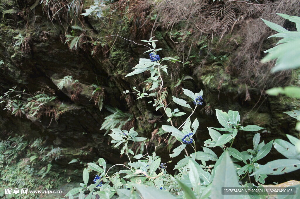 山间绿植花卉自然景象