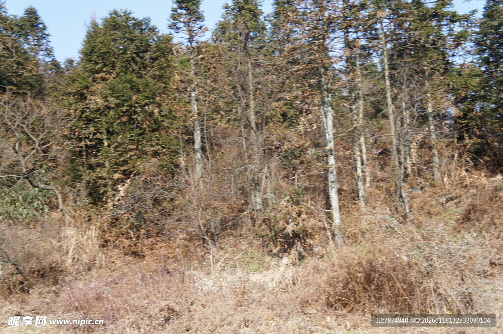 野外的树林与枯黄草地