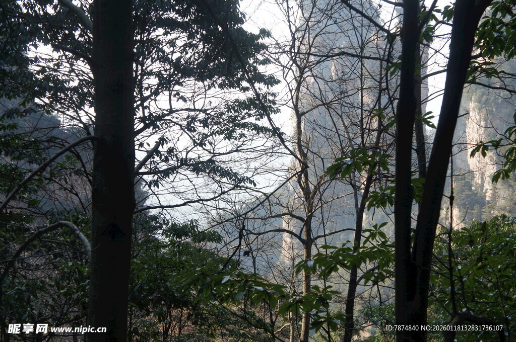 山林间的树木与朦胧远景