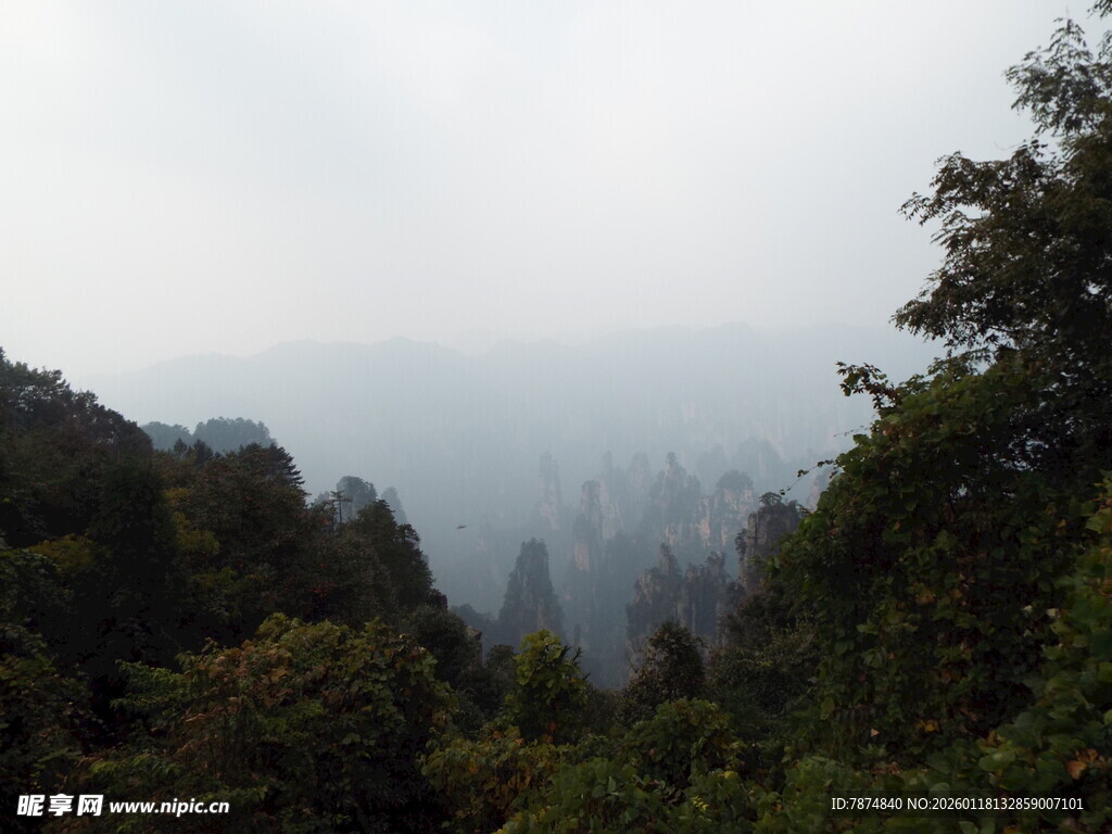云雾缭绕的山林景观