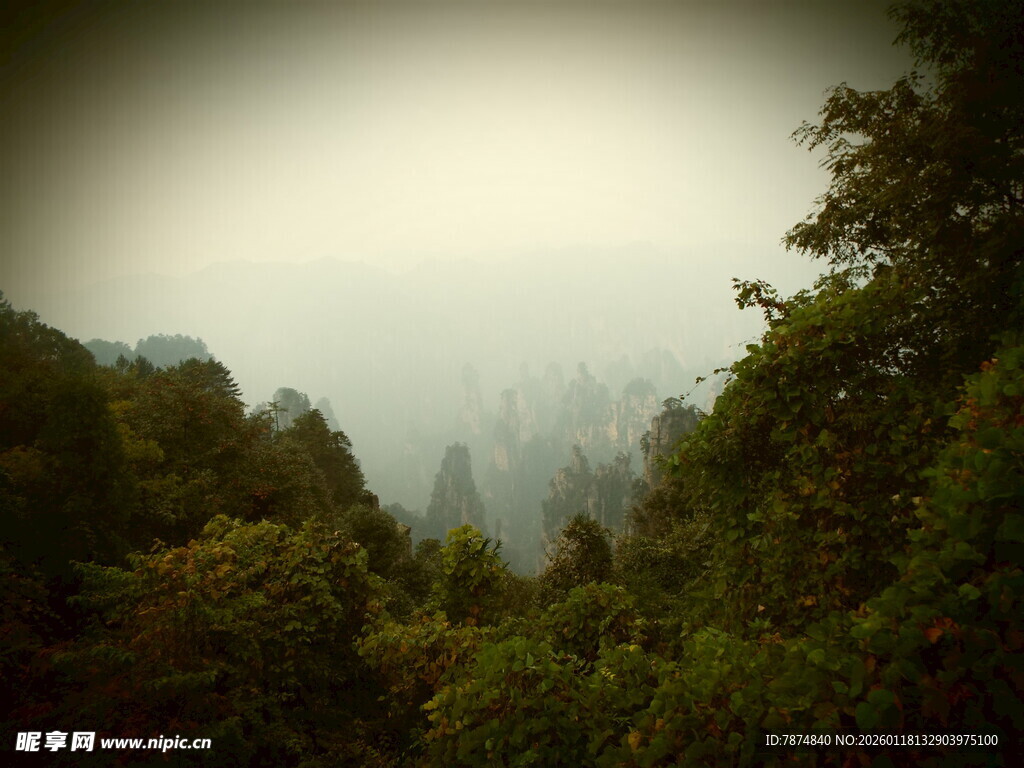 雾中葱郁山林景色