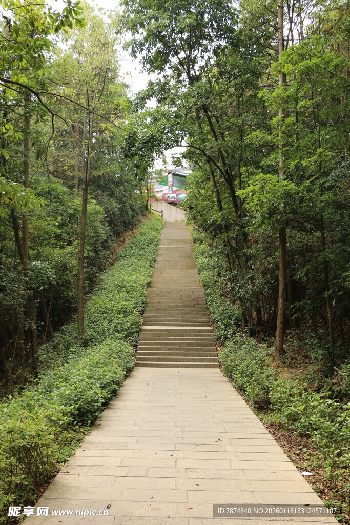 林间漫步步道 绿意盎然