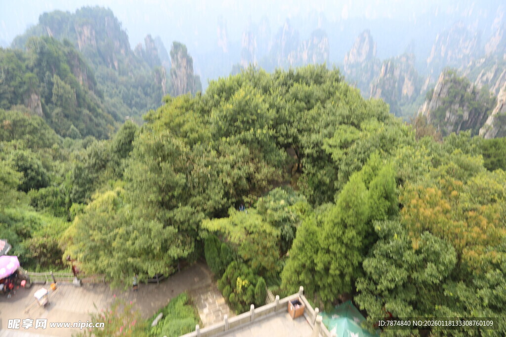 山间葱郁林木景观