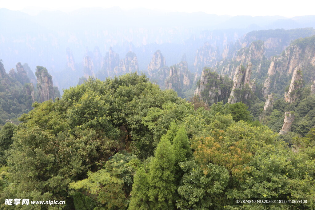 张家界奇峰间的翠绿山林