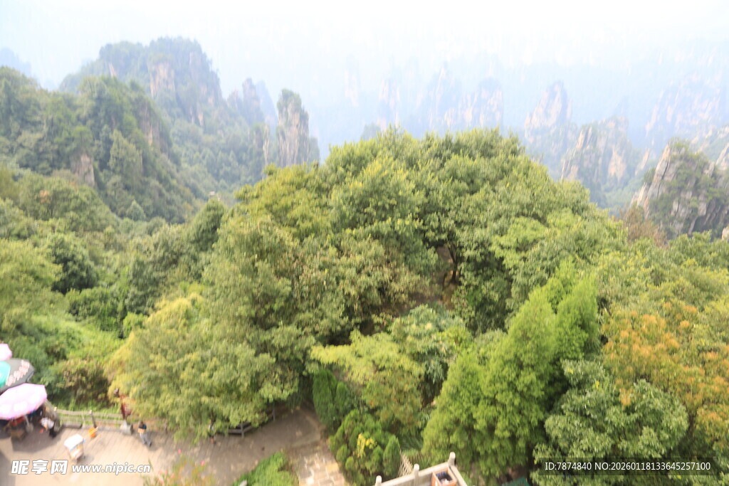张家界奇峰绿树美景