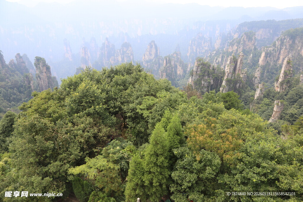 张家界奇峰间的葱郁山林
