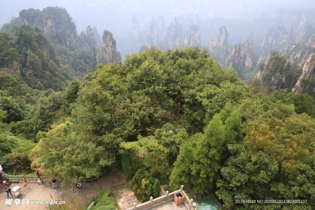 张家界奇峰绿树景观