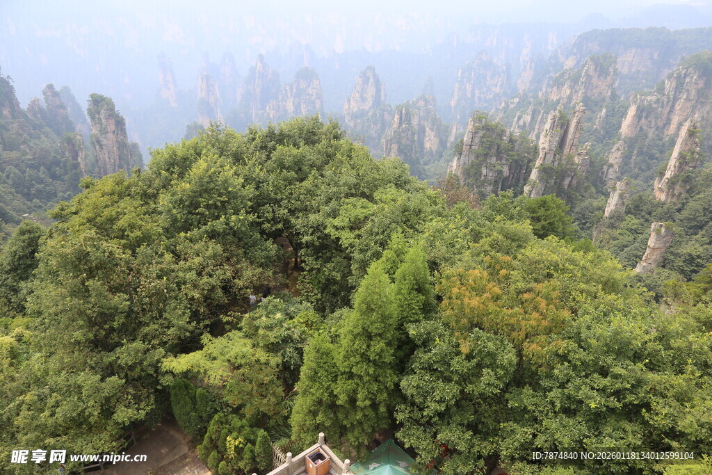 张家界奇峰绿树美景