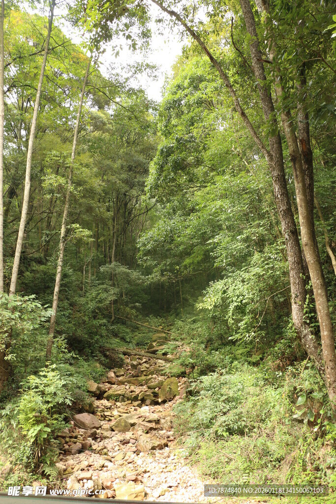 林间小径 绿意盎然的自然景