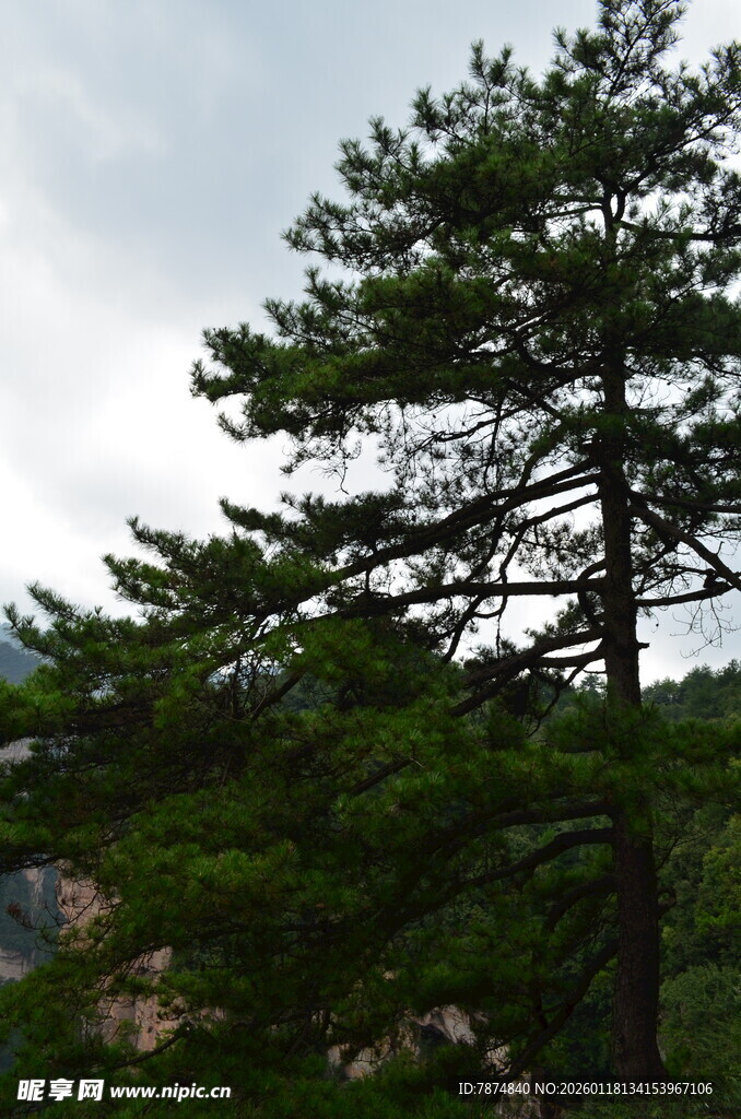 挺拔青松立于山间