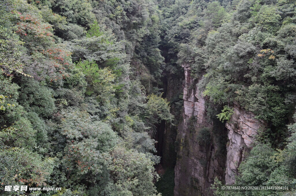 峡谷间的繁茂山林景观