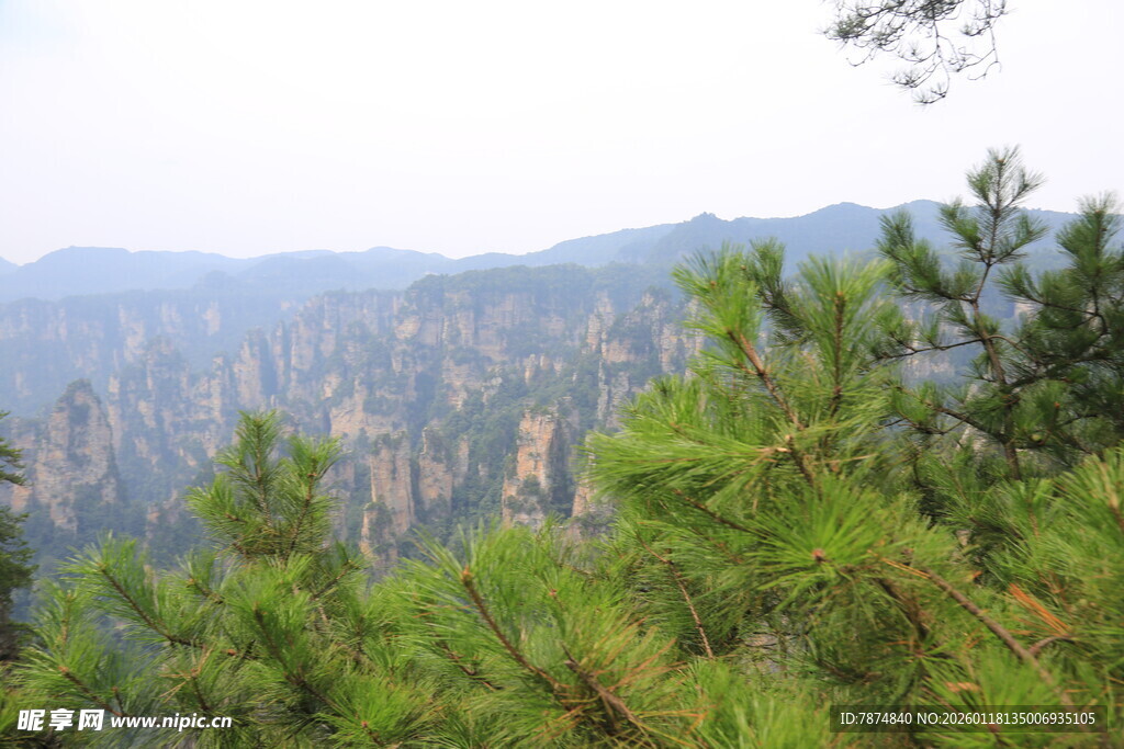 壮丽山景与葱郁松树