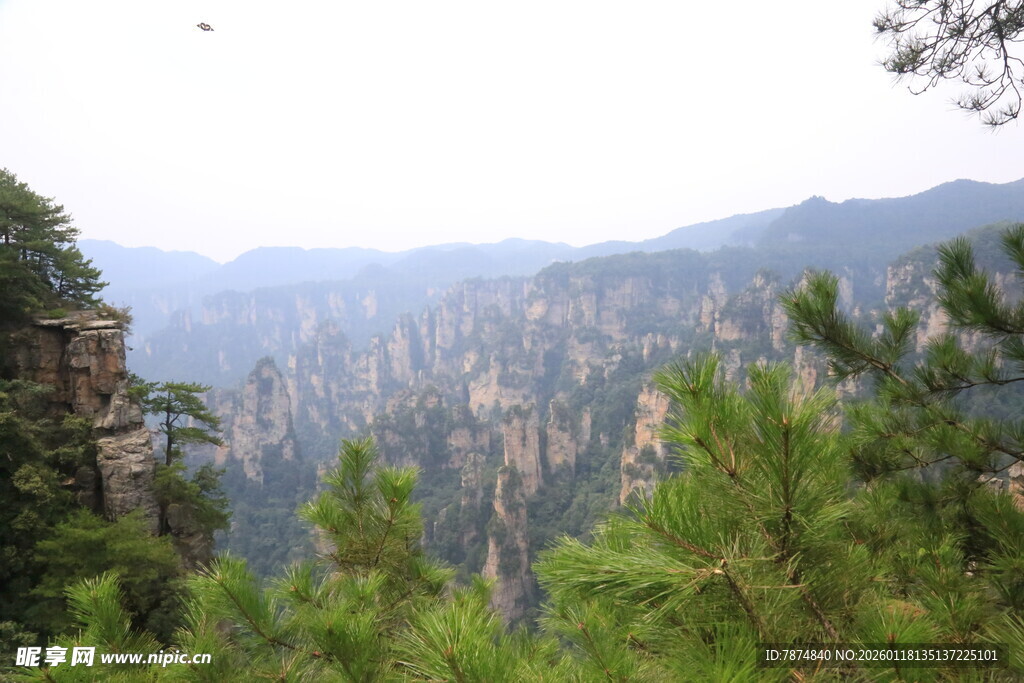 壮丽山景 葱郁松林