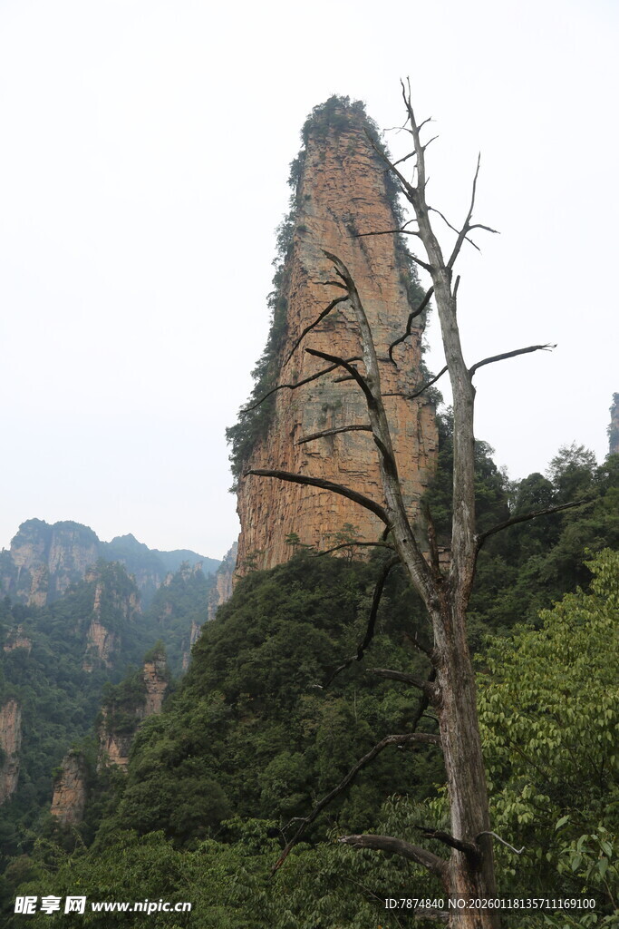 奇峰孤树 山林独特景致