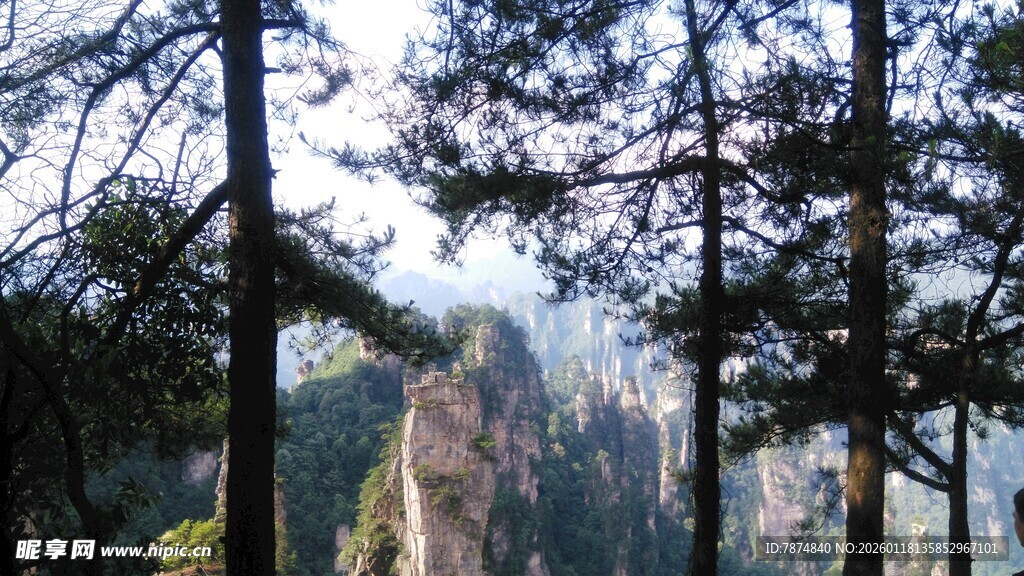 山林间挺拔的树木景观