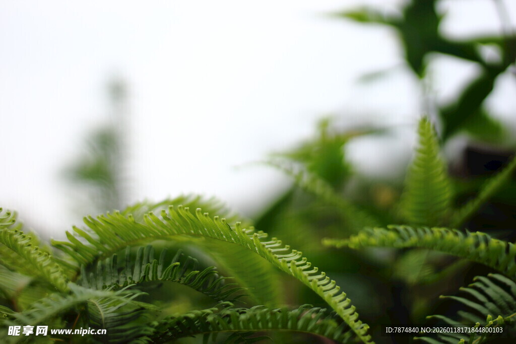 翠绿蕨类植物特写