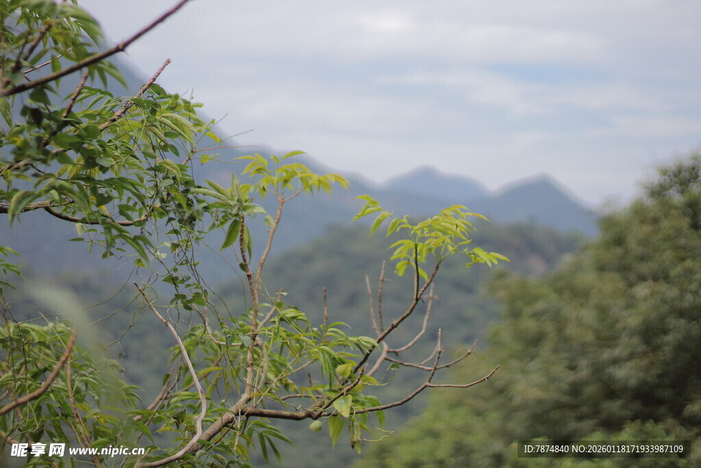 山间绿意盎然的自然景致