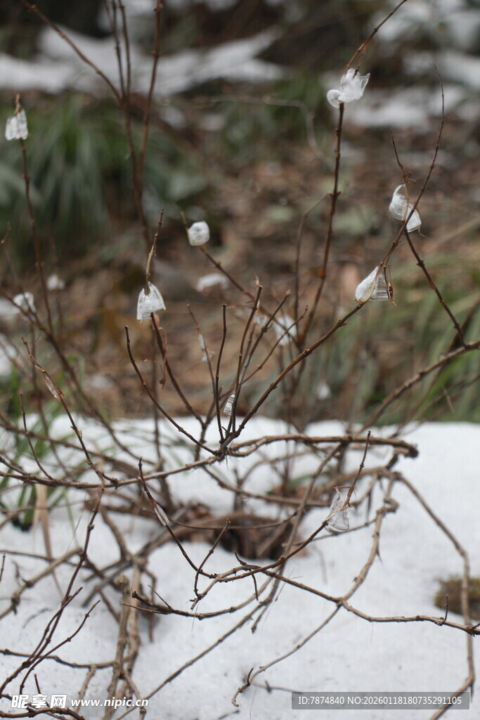 雪覆枯枝绽白花