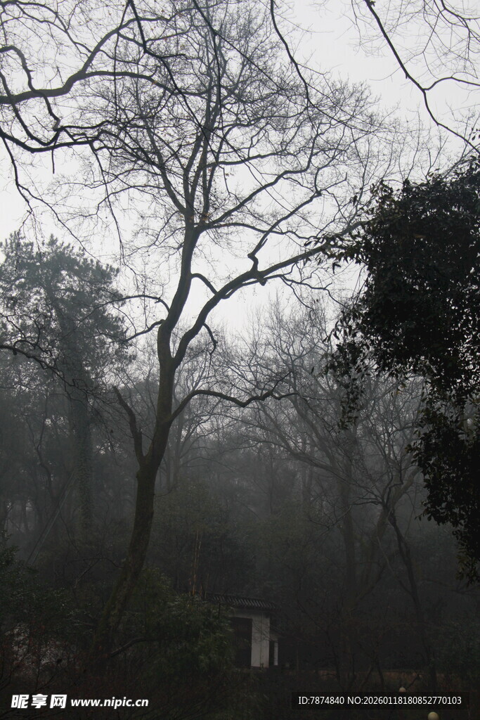雾中树林景象