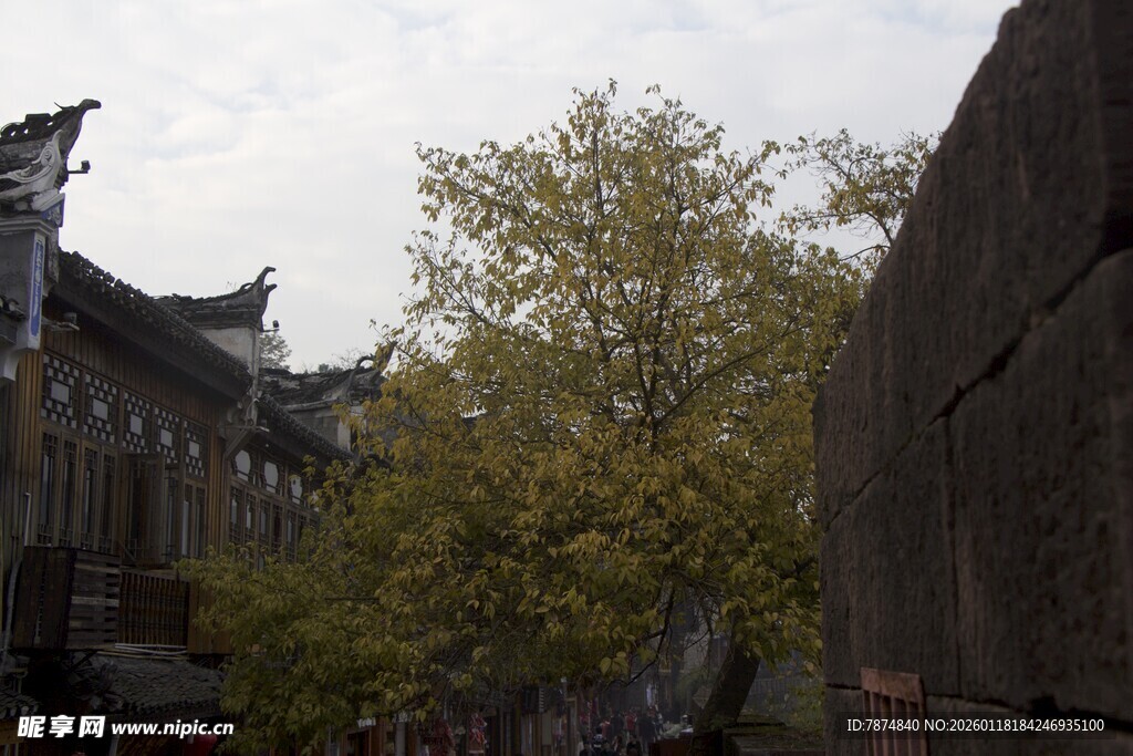 古巷中的绿树与传统建筑