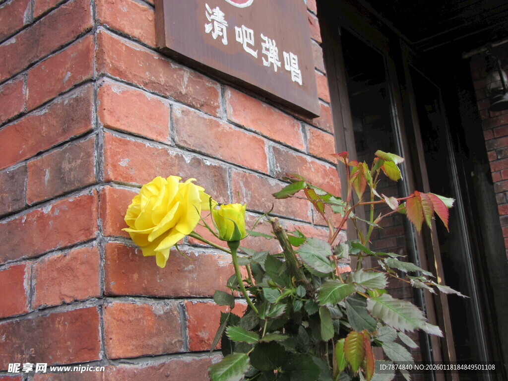 砖墙上的黄色绽放花朵