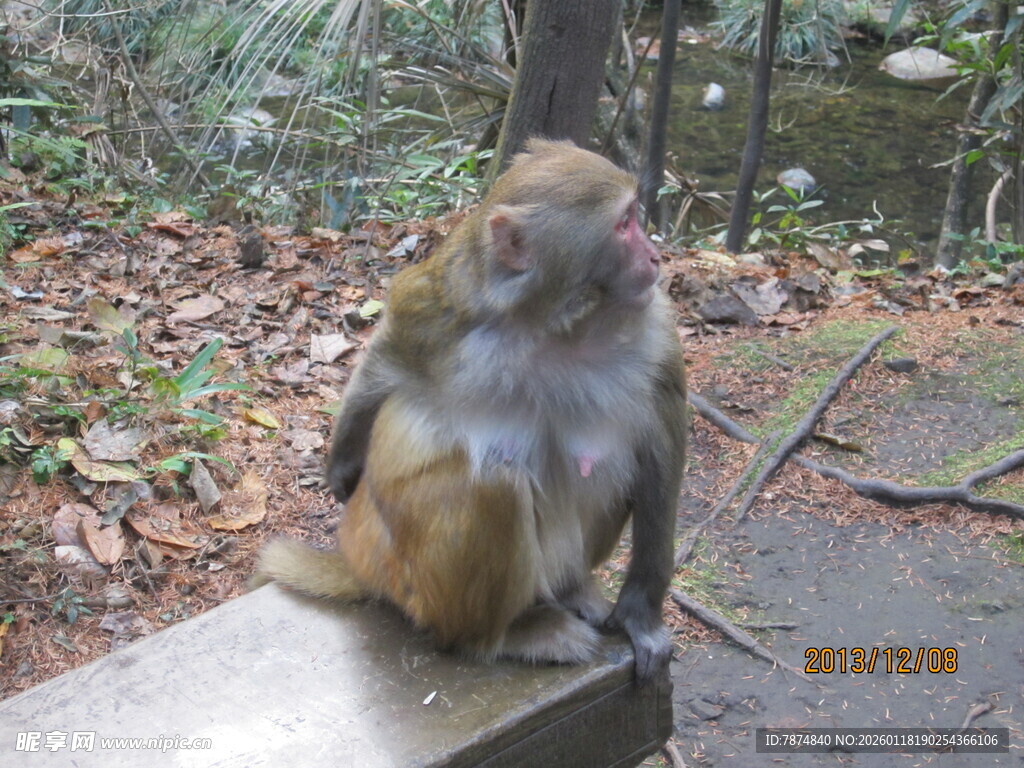 石上坐猴