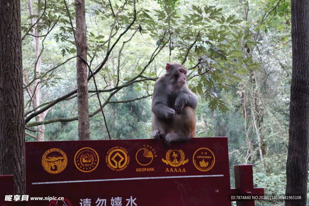 猴子立于景区指示牌上