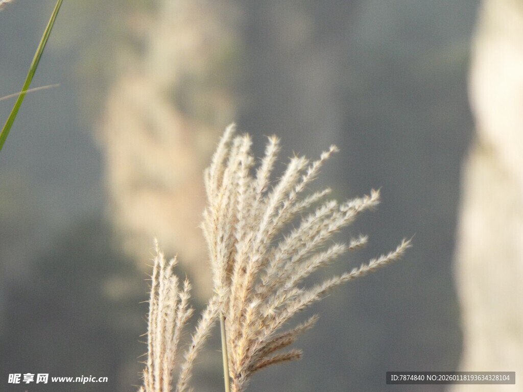 阳光下的轻柔芦苇