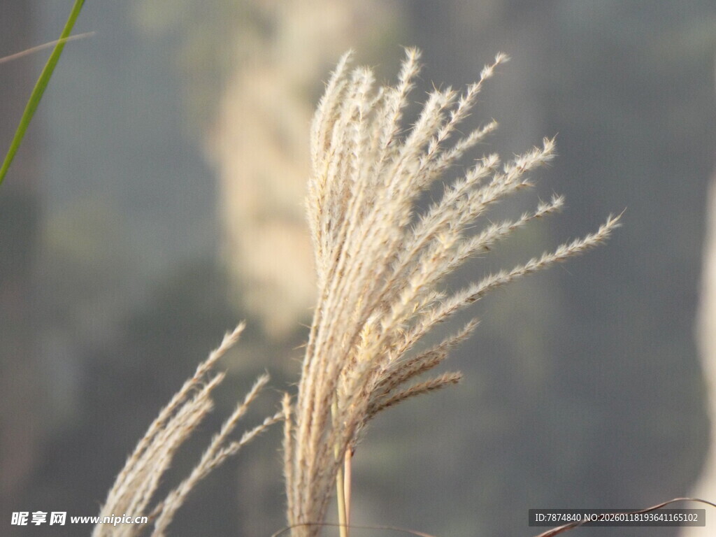 风中摇曳的轻柔芦苇