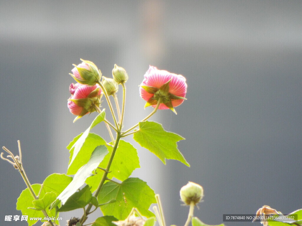 娇艳粉色花朵特写